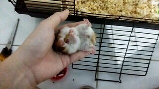 Chiếc chụt hamster tham ăn