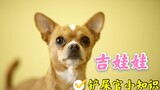 犬界小霸王吉娃娃，没养过的人对他厌恶至极，养过他的人直呼真香