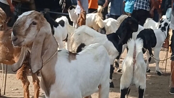 KAMBING BAKALAN JANTAN JENIS BAGUS SEMUANYA