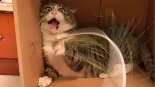 Funny animals - Funny cats and dogs - Funny animal videos 2023🤣