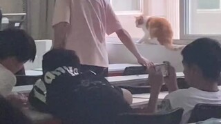 当教室进来一只流浪猫