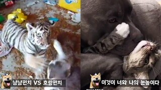 ทำไมคุณไม่ควรเลี้ยงเสือกับแมวด้วยกัน Funny Animal Meme