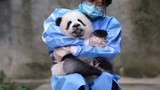 [Hewan]Keseharian bayi panda dan peternaknya yang bahagia