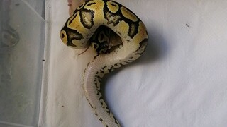 Ball python attack