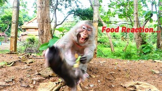 Pitiful Mama Arina Monkey Warns Baby As He Disturbs Her Foods