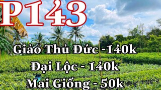 Mai vàng chơi tết p143 | 0327526546 Nhân | Mai Giảo Thủ Đức 140k - Đại Lộc 150k - Mai Giống 50k