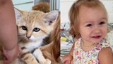 凶猛的沙漠猫被宝宝一把抱起，它惊呆了