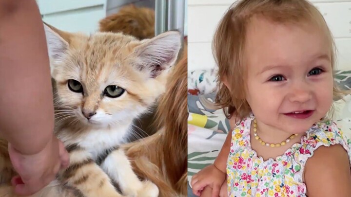 [Hewan]Interaksi manis bayi dengan sekelompok kucing