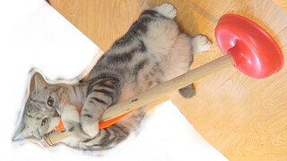 Animal|When A Cat Meet Toilet Plunger