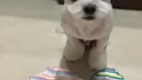 Little cute dog, dressing up
