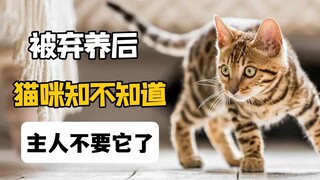 猫咪被弃养后，知不知道主人不要它了？