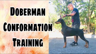 Doberman Conformation Training | Hernan Dog World TV