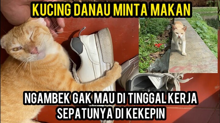 Lucu Kucing Uceng Gak Mau Di Tinggal Kerja Di Kekepin Sepatunya..!