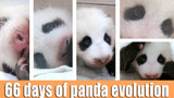 Proses evolusi mata panda.