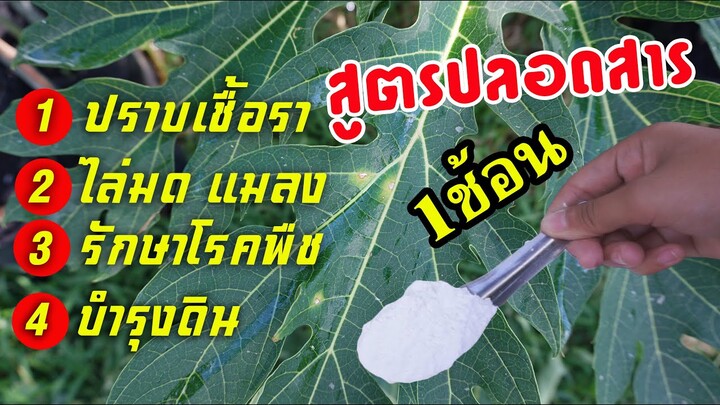 สูตรปลอดสาร ปราบเชื้อรา ป้องกันโรคพืช ไล่มดแมลง แถมยังบำรุงดินอีกต่างหาก