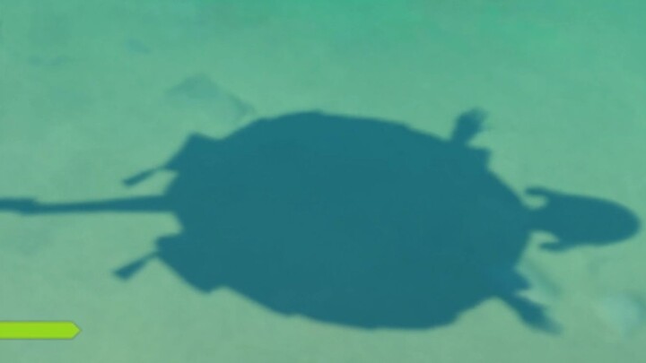 【原神】我叫神里绫华，是一只乌龟