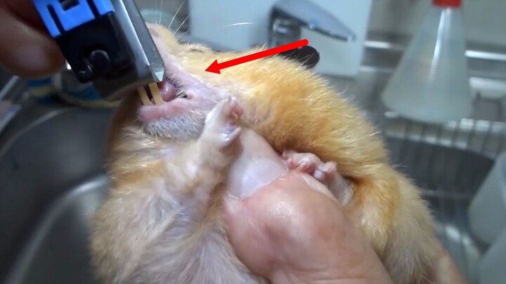 Để bảo vệ răng, chú chuột Hamster nhỏ nhèo thức ăn ra và mong được tha