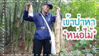 เข้าป่าหาหน่อไม้🎋