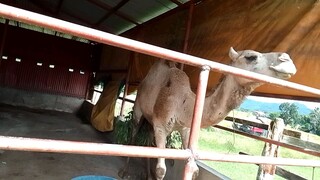 wow its a camel 🥰😍