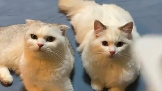 Khi bạn có 1 bé mèo hiểu chuyện | MYPET