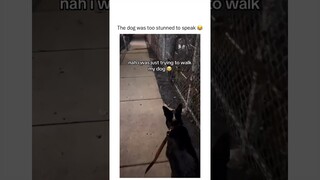 Funny animal videos I found on Instagram and Tiktok #shorts #funnyanimals #cat #funnypets #funny