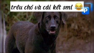 trêu chó và cái kết sml 😂