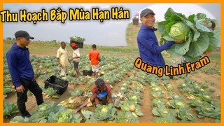 Quanglinhvlogs || Thu Hoạch Bắp Mùa Hạn Hán Tại Quang Linh Farm ? Kết Quả Hơn Mong Đợi Nhiều Lần !