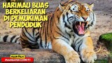 Harimau Ini Lepas Dan Berkeliaran Di Pemukiman Warga | Alur Cerita Film MANEATER (2007)