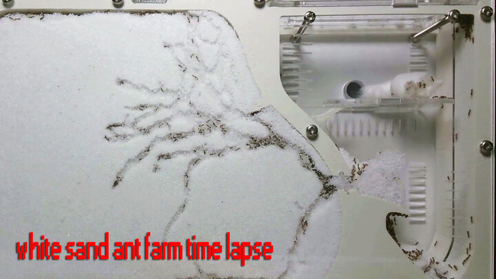 [Hewan Merayap] Proses peternakan semut pasir putih