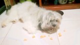 Happy my Shih Tzu is so lazy he eats laying down