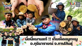 มื้อนี้หมานแท้ !! เก็บเห็ดจมูกหมู อ.กุฉินารายณ์ จ.กาฬสินธุ์ | ตามอำเภอจาน | 23 ก.ค. 67 Full EP