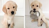 These Cute Labrado Baby Are Adorable 😍 Watch It All To See What You're Doing 🐶 😋 | Cute Puppies
