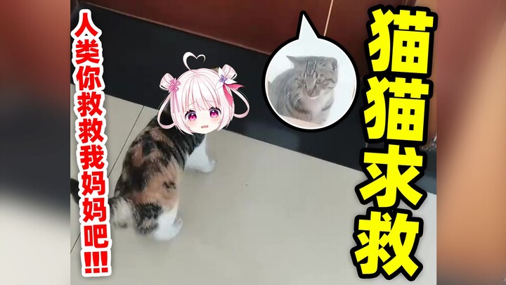 猫猫救不出妈妈也是会人类帮忙的！！！