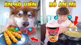 Thú Cưng Vlog | Ngáo Husky Troll Bố #4 | Chó thông minh vui nhộn | Smart dog funny cute pets