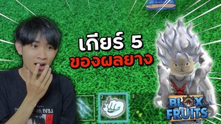 ใช้ผลยาง เทพนิกะ!! ก่อนเกียร์ 5 จะมา | Blox Fruits Roblox