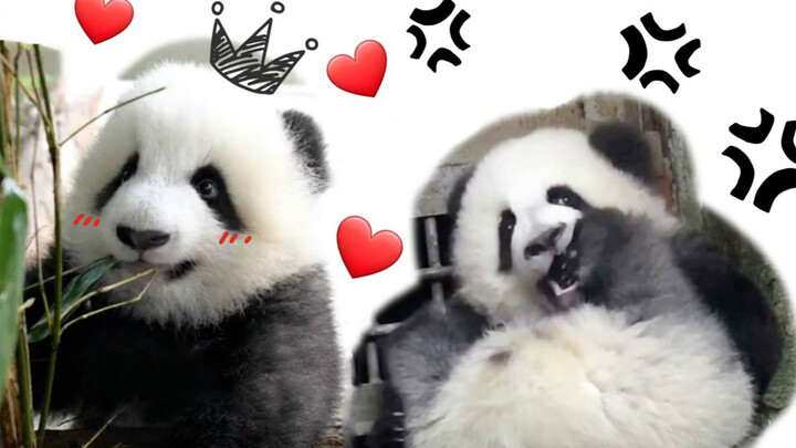 Perbandingan Hua dan Han (Kumpulan kelakuan lucu Panda Cheng Lang) 