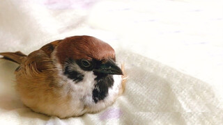 A Little Sparrow's Feet Disappeared!!! It'll Slide with Its Tummy~