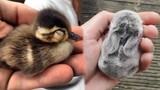 AWW SO CUTE! Cutest baby animals Videos Compilation Cute moment of the Animals - Cutest Animals #7