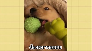 เพื่อนตัวน้อย สัตว์เลี้ยงแสนซน : น้องหมาจอมซน