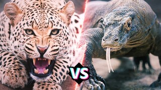 BÁO ĐỐM VS RỒNG KOMODO | Ai Sẽ Chiến Thắng Giữa 2 Kẻ Săn Mồi Đỉnh Cao Này?