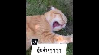 กิจกรรมยามกลางวันตอนแดดจัดๆของนาง