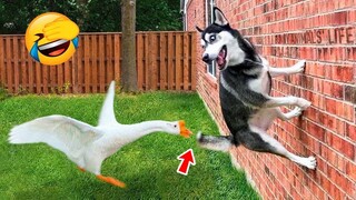 Cute Pets Who Failed Hard trying to Be Fluffy - Funny Pet Videos| Pets House