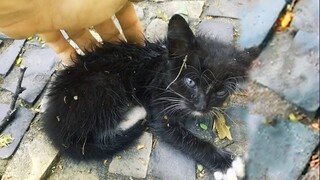 Tiny Abandoned Kitten Becomes a New Member of a Happy Family 🥰