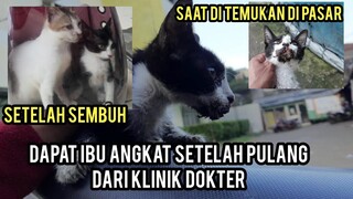 Kuasa Allah Setelah Menderita Di Jalanan Anak Kucing Ini Dapat Ibu Angkat Ketemu Di Klinik hewan.!