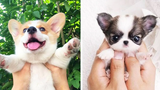 รวบรวมวิดีโอสัตว์น้อยน่ารัก cutest moment of the animals - Cutest Puppies 5
