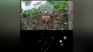 Cưng xỉu luôn. yeucho yeuchomeo cún cúncon chó chómèo chócon chó_cưng chókhôn yeuchomeo cưng chócute pet dog dogsoftiktok doggo