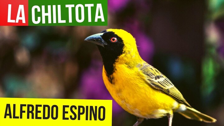 LA CHILTOTA ALFREDO ESPINO 🐦🥭 | Jícaras Tristes Pájaros de Leyenda 🌳 | Alfredo Espino Poemas
