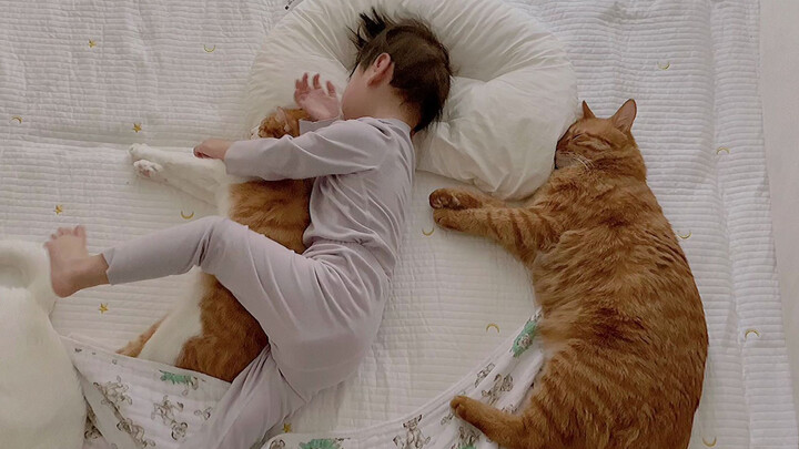 Hai bé mèo màu cam dỗ dành cậu chủ nhỏ đi ngủ
