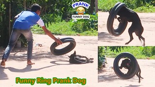 New Prank ! The Ring Prank on Sleep Dog Hilarious Reaction & Very Funny Must watch @Mister FunTube