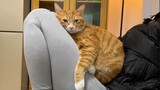 [Động vật]Bị mắc kẹt với mèo|Satoshi Gogo - <Ano Ni~Tsu no kaerimichi>